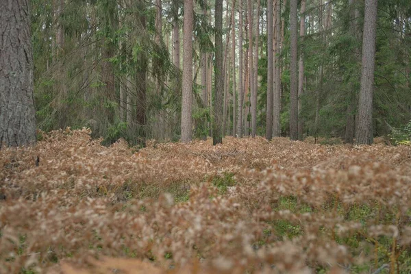Sonsuz yeşil ormanın içinden geçen yol. Güçlü çam ve çam ağaçları, altın eğreltiotu yaprakları, yosunlar, bitkiler. Yumuşak güneş ışığı. Atmosferik manzara. Sonbahar renkleri. Doğa, mevsimler, ekoloji, ekotuizm