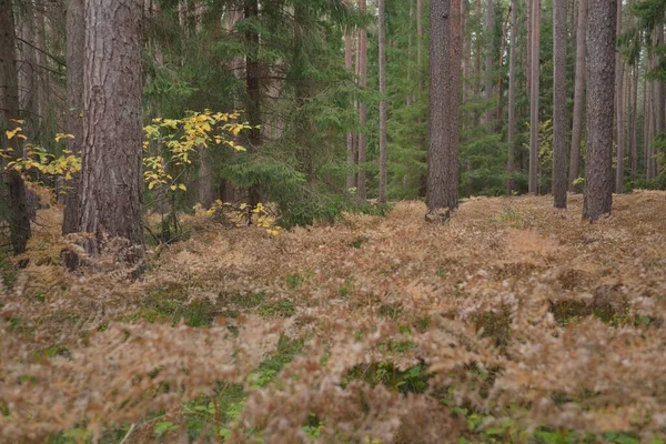 Sonsuz yeşil ormanın içinden geçen yol. Güçlü çam ve çam ağaçları, altın eğreltiotu yaprakları, yosunlar, bitkiler. Yumuşak güneş ışığı. Atmosferik manzara. Sonbahar renkleri. Doğa, mevsimler, ekoloji, ekotuizm