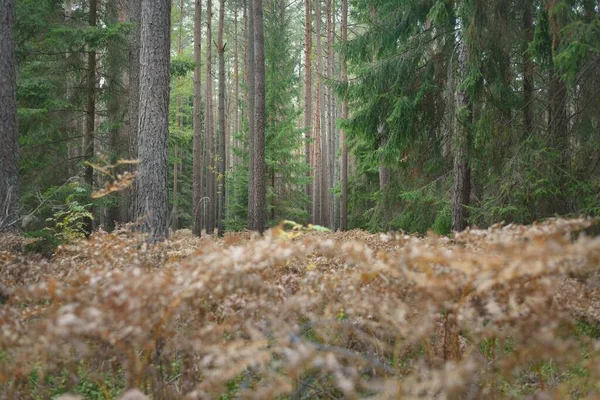 Ścieżka Przez Wiecznie Zielony Las Potężne Sosny Świerki Złote Liście — Zdjęcie stockowe