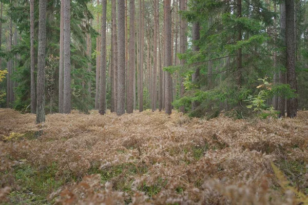 Pathway Evergreen Forest Mighty Pine Spruce Trees Golden Fern Leaves — Fotografia de Stock