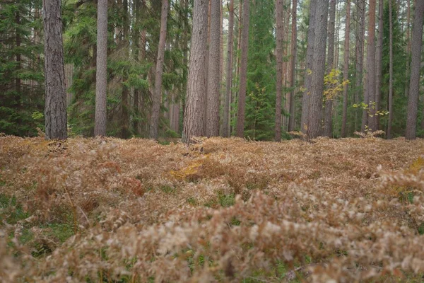 상록수 가로지르고 있습니다 소나무와 가문비나무 황금빛 고사리 부드러운 생태학 생태관광 — 스톡 사진