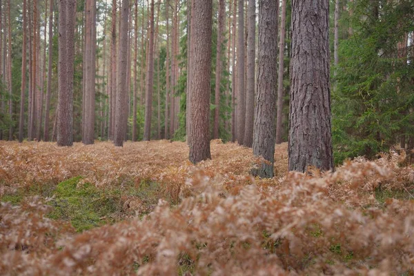 Sonsuz yeşil ormanın içinden geçen yol. Güçlü çam ve çam ağaçları, altın eğreltiotu yaprakları, yosunlar, bitkiler. Yumuşak güneş ışığı. Atmosferik manzara. Sonbahar renkleri. Doğa, mevsimler, ekoloji, ekotuizm