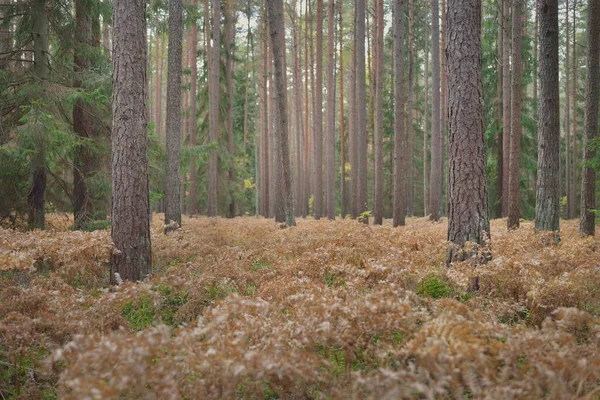 Sonsuz yeşil ormanın içinden geçen yol. Güçlü çam ve çam ağaçları, altın eğreltiotu yaprakları, yosunlar, bitkiler. Yumuşak güneş ışığı. Atmosferik manzara. Sonbahar renkleri. Doğa, mevsimler, ekoloji, ekotuizm