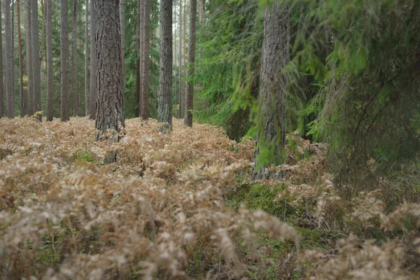 Pathway Evergreen Forest Mighty Pine Spruce Trees Golden Fern Leaves — Stok fotoğraf