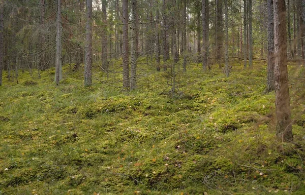 Görkemli çam ormanının tepelerinden geçen yol. Güçlü ağaçlar, yosunlar, bitkiler. Yumuşak günbatımı ışığı. Saf doğa, çevresel koruma, eko-turizm.