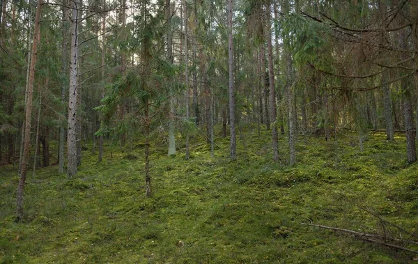 Pathway Hills Majestic Evergreen Pine Forest Mighty Trees Moss Plants — Stockfoto