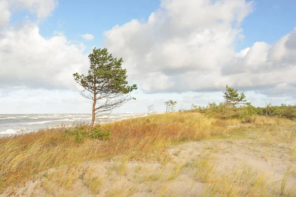 Baltic Sea Shore Rain Sand Dunes Dune Grass Lonely Trees — Stock Photo, Image