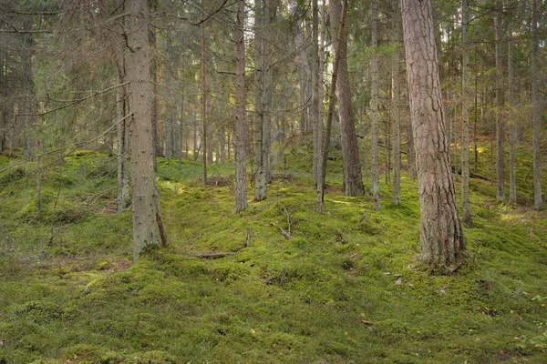 Pathway Hills Majestic Evergreen Pine Forest Mighty Trees Moss Plants — ストック写真