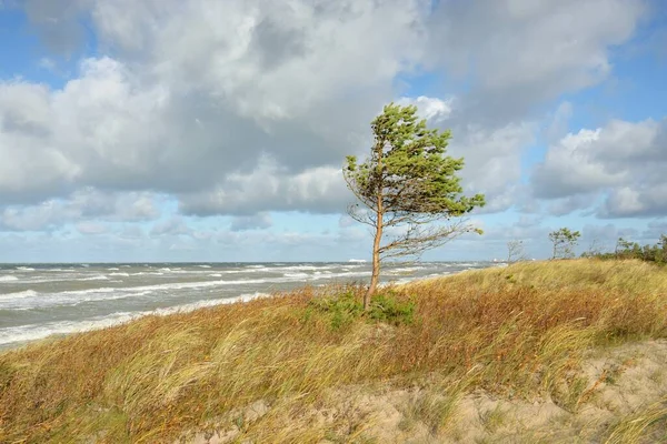 Baltské Moře Dešti Písečné Duny Dunová Tráva Osamělé Stromy Dramatické — Stock fotografie