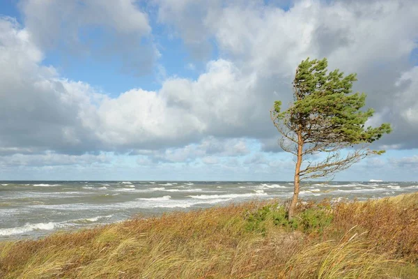 Östersjökusten Efter Regnet Sanddyner Sandgräs Ensamma Träd Dramatisk Solnedgång Himmel — Stockfoto