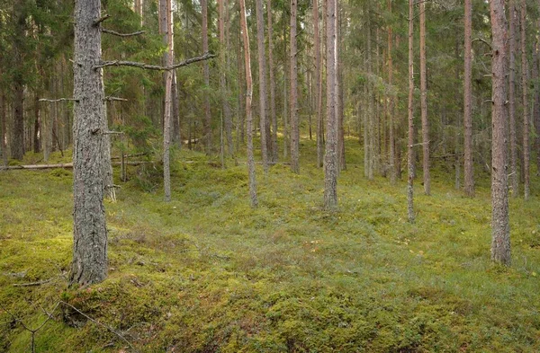 Görkemli çam ormanının tepelerinden geçen yol. Güçlü ağaçlar, yosunlar, bitkiler. Yumuşak günbatımı ışığı. Saf doğa, çevresel koruma, eko-turizm.