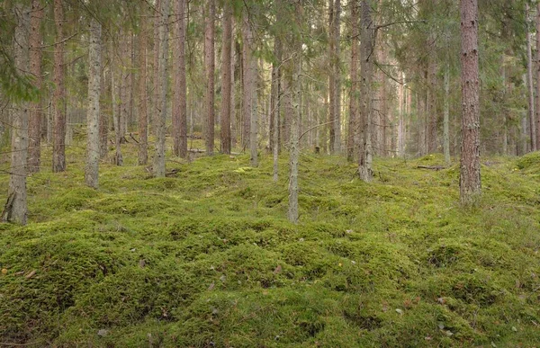 Camino Través Las Colinas Del Majestuoso Bosque Pinos Siempreverdes Árboles —  Fotos de Stock