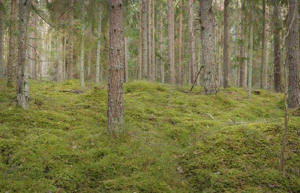 Weg Durch Die Hügel Des Majestätischen Immergrünen Kiefernwaldes Mächtige Bäume — Stockfoto