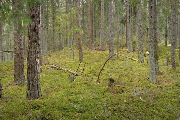 Шлях Через Пагорби Величного Вічнозеленого Соснового Лісу Могутні Дерева Мох — стокове фото
