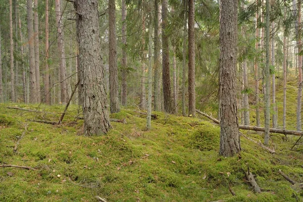 Caminho Pelas Colinas Majestosa Floresta Pinheiros Perenes Árvores Fortes Musgo — Fotografia de Stock