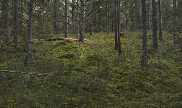 Percorso Tra Colline Della Maestosa Pineta Sempreverde Alberi Potenti Muschio — Foto Stock