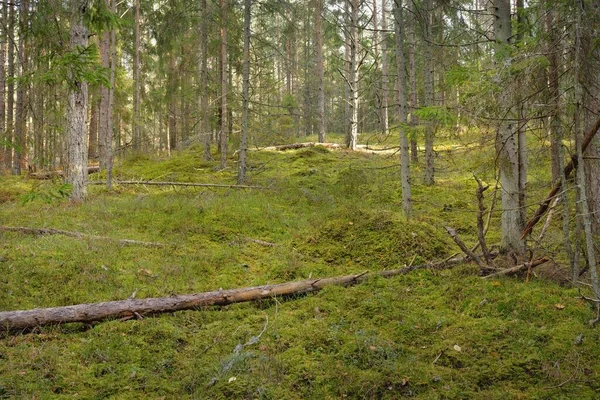 Pathway Hills Majestic Evergreen Pine Forest Mighty Trees Moss Plants — Zdjęcie stockowe