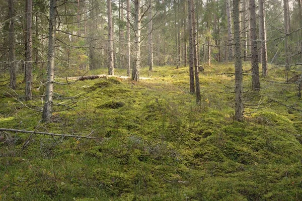 Путь Через Холмы Величественного Вечнозеленого Соснового Леса Могучие Деревья Мох — стоковое фото
