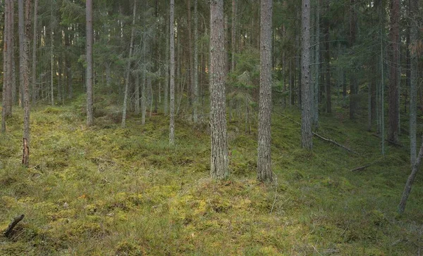Görkemli çam ormanının tepelerinden geçen yol. Güçlü ağaçlar, yosunlar, bitkiler. Yumuşak günbatımı ışığı. Saf doğa, çevresel koruma, eko-turizm.
