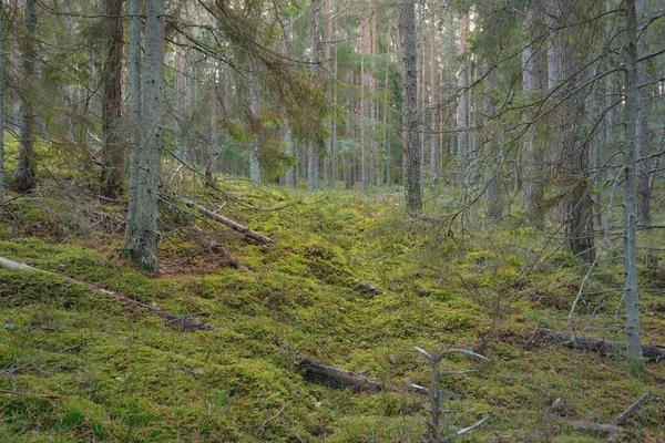 Görkemli çam ormanının tepelerinden geçen yol. Güçlü ağaçlar, yosunlar, bitkiler. Yumuşak günbatımı ışığı. Saf doğa, çevresel koruma, eko-turizm.