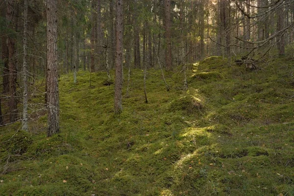 穿过雄伟的常绿松树林的山间小路 雄伟的树木苔藓植物柔和的日落之光纯自然 环境保护 生态旅游 — 图库照片