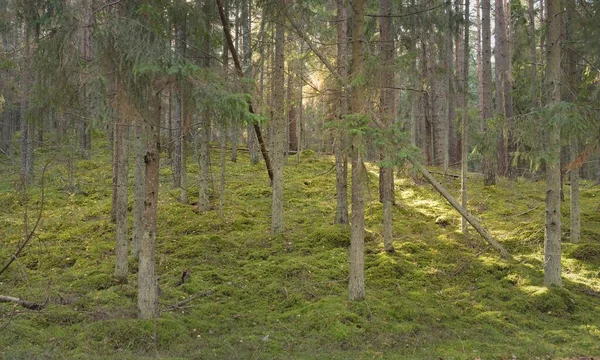 穿过雄伟的常绿松树林的山间小路 雄伟的树木苔藓植物柔和的日落之光纯自然 环境保护 生态旅游 — 图库照片