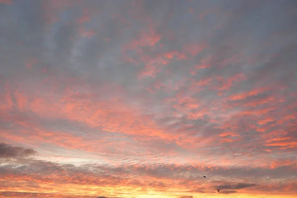 Clear Blue Sky Glowing Pink Golden Cirrus Cumulus Clouds Sunrise — Zdjęcie stockowe