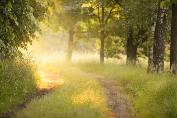 Vägen Genom Skogsängen Gräsmattan Vid Soluppgången Morgondimma Mjukt Solljus Solstrålar — Stockfoto