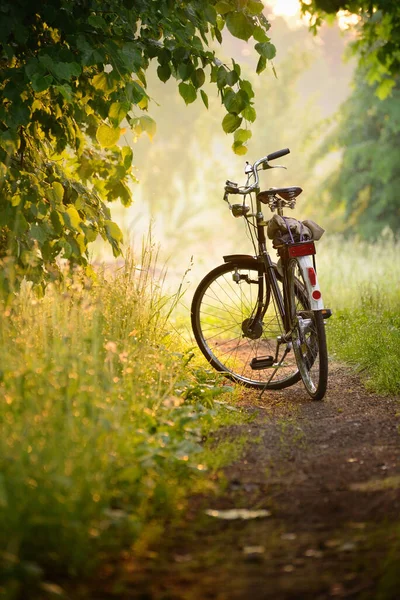 Bicycle Parked Forest Road Sunrise Soft Sunlight Sunbeams Fog Idyllic — стоковое фото