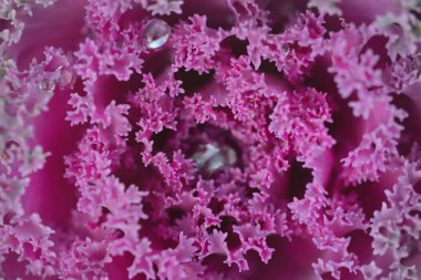 Yeşil bir yaz bahçesinde dekoratif lavanta lahanası (lavanta lahanası). Çiy damlaları, yumuşak güneş ışığı. Doğal dokular. Peyzaj, bahçıvanlık, kırsal, çiftlik, çiçekçilik.