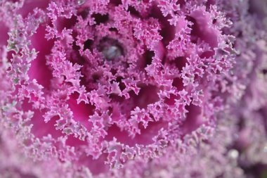 Yeşil bir yaz bahçesinde dekoratif lavanta lahanası (lavanta lahanası). Çiy damlaları, yumuşak güneş ışığı. Doğal dokular. Peyzaj, bahçıvanlık, kırsal, çiftlik, çiçekçilik.