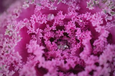 Yeşil bir yaz bahçesinde dekoratif lavanta lahanası (lavanta lahanası). Çiy damlaları, yumuşak güneş ışığı. Doğal dokular. Peyzaj, bahçıvanlık, kırsal, çiftlik, çiçekçilik.