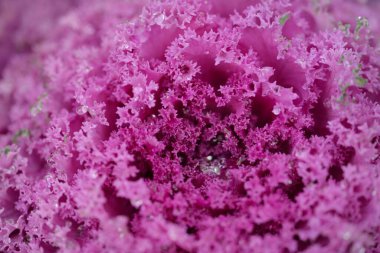 Yeşil bir yaz bahçesinde dekoratif lavanta lahanası (lavanta lahanası). Çiy damlaları, yumuşak güneş ışığı. Doğal dokular. Peyzaj, bahçıvanlık, kırsal, çiftlik, çiçekçilik.