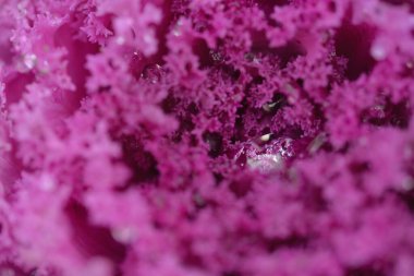 Yeşil bir yaz bahçesinde dekoratif lavanta lahanası (lavanta lahanası). Çiy damlaları, yumuşak güneş ışığı. Doğal dokular. Peyzaj, bahçıvanlık, kırsal, çiftlik, çiçekçilik.