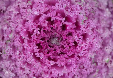 Yeşil bir yaz bahçesinde dekoratif lavanta lahanası (lavanta lahanası). Çiy damlaları, yumuşak güneş ışığı. Doğal dokular. Peyzaj, bahçıvanlık, kırsal, çiftlik, çiçekçilik.