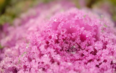 Yeşil bir yaz bahçesinde dekoratif lavanta lahanası (lavanta lahanası). Çiy damlaları, yumuşak güneş ışığı. Doğal dokular. Peyzaj, bahçıvanlık, kırsal, çiftlik, çiçekçilik.