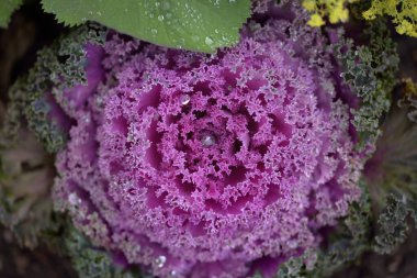 Yeşil bir yaz bahçesinde dekoratif lavanta lahanası (lavanta lahanası). Çiy damlaları, yumuşak güneş ışığı. Doğal dokular. Peyzaj, bahçıvanlık, kırsal, çiftlik, çiçekçilik.