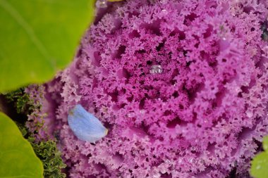 Yeşil bir yaz bahçesinde dekoratif lavanta lahanası (lavanta lahanası). Çiy damlaları, yumuşak güneş ışığı. Doğal dokular. Peyzaj, bahçıvanlık, kırsal, çiftlik, çiçekçilik.