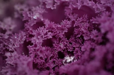 Yeşil bir yaz bahçesinde dekoratif lavanta lahanası (lavanta lahanası). Çiy damlaları, yumuşak güneş ışığı. Doğal dokular. Peyzaj, bahçıvanlık, kırsal, çiftlik, çiçekçilik.