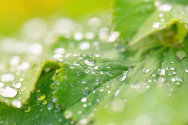 Taze yeşil yapraklar, kristal berrak çiy damlaları, aşırı yakın çekim. Doğal doku, arka plan, makro fotoğrafçılık. Saf doğa, ekoloji, çevre