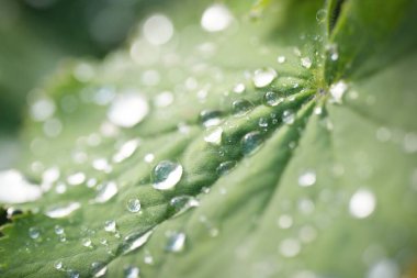 Taze yeşil yapraklar, kristal berrak çiy damlaları, aşırı yakın çekim. Doğal doku, arka plan, makro fotoğrafçılık. Saf doğa, ekoloji, çevre