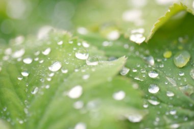 Taze yeşil yapraklar, kristal berrak çiy damlaları, aşırı yakın çekim. Doğal doku, arka plan, makro fotoğrafçılık. Saf doğa, ekoloji, çevre