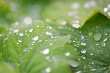 Taze yeşil yapraklar, kristal berrak çiy damlaları, aşırı yakın çekim. Doğal doku, arka plan, makro fotoğrafçılık. Saf doğa, ekoloji, çevre