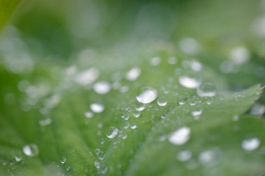 Taze yeşil yapraklar, kristal berrak çiy damlaları, aşırı yakın çekim. Doğal doku, arka plan, makro fotoğrafçılık. Saf doğa, ekoloji, çevre