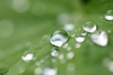 Taze yeşil yapraklar, kristal berrak çiy damlaları, aşırı yakın çekim. Doğal doku, arka plan, makro fotoğrafçılık. Saf doğa, ekoloji, çevre