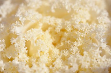 Yeşil bir yaz bahçesinde dekoratif süs lahana (beyaz lahana). Çiy damlaları, yumuşak güneş ışığı. Doğal dokular. Peyzaj, bahçıvanlık, kırsal, çiftlik, çiçekçilik.