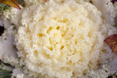 Yeşil bir yaz bahçesinde dekoratif süs lahana (beyaz lahana). Çiy damlaları, yumuşak güneş ışığı. Doğal dokular. Peyzaj, bahçıvanlık, kırsal, çiftlik, çiçekçilik.