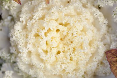 Yeşil bir yaz bahçesinde dekoratif süs lahana (beyaz lahana). Çiy damlaları, yumuşak güneş ışığı. Doğal dokular. Peyzaj, bahçıvanlık, kırsal, çiftlik, çiçekçilik.