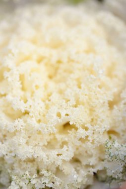 Yeşil bir yaz bahçesinde dekoratif süs lahana (beyaz lahana). Çiy damlaları, yumuşak güneş ışığı. Doğal dokular. Peyzaj, bahçıvanlık, kırsal, çiftlik, çiçekçilik.