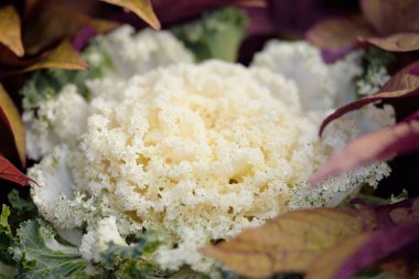 Yeşil bir yaz bahçesinde dekoratif süs lahana (beyaz lahana). Çiy damlaları, yumuşak güneş ışığı. Doğal dokular. Peyzaj, bahçıvanlık, kırsal, çiftlik, çiçekçilik.